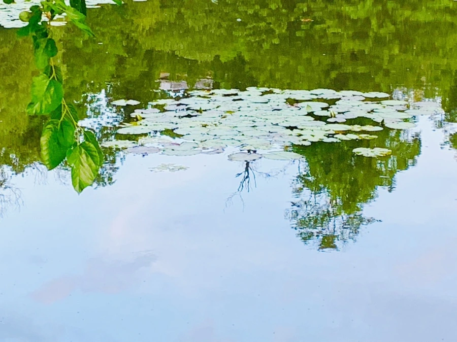 IMG_2993.jpg?type=w966