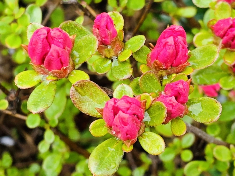 IMG_4002.jpg?type=w966