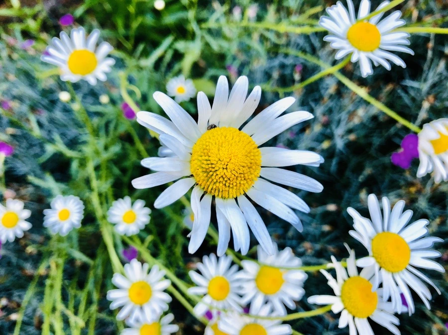 IMG_8364.jpg?type=w966