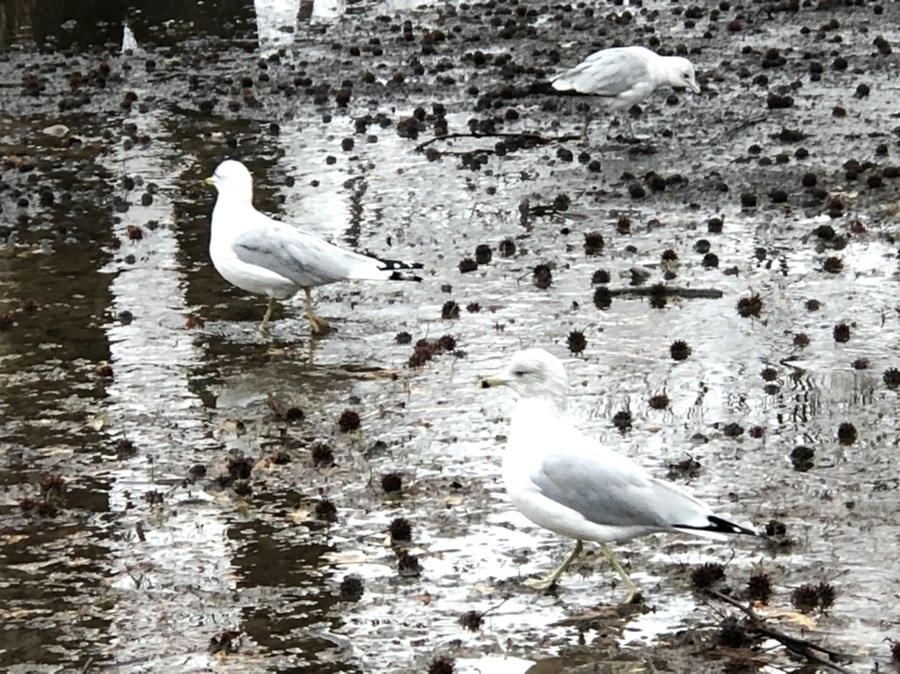 IMG_5702.jpg?type=w966