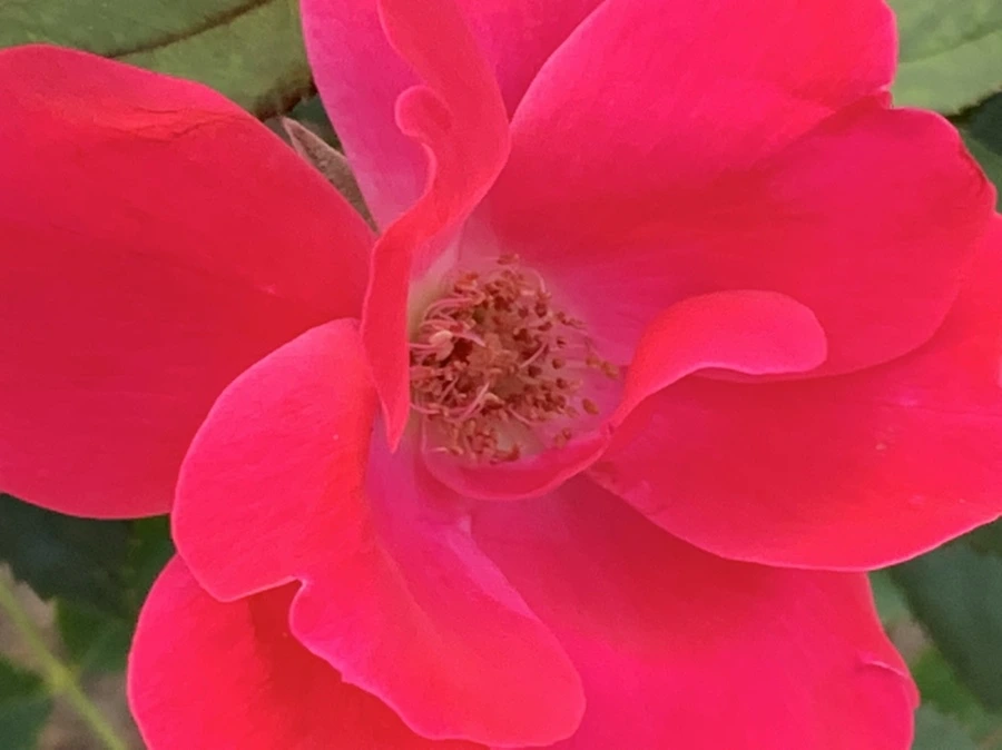 IMG_2957.jpg?type=w966