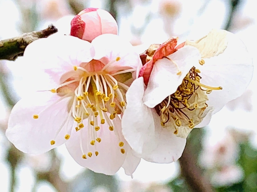 IMG_3646.jpg?type=w966