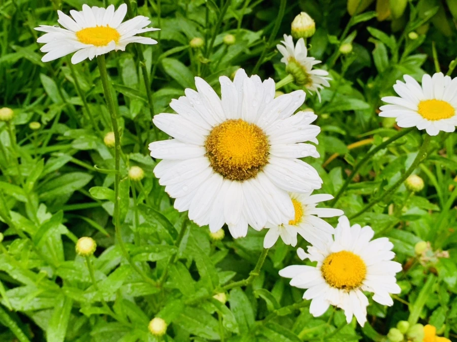 IMG_9790.jpg?type=w966