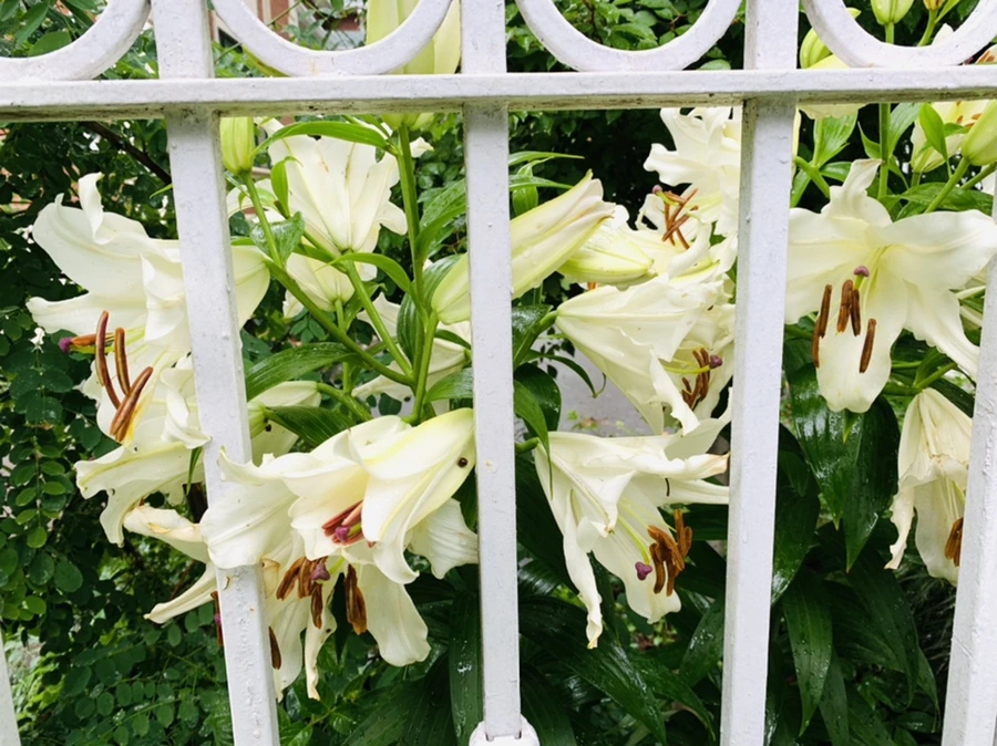 IMG_0015.jpg?type=w966