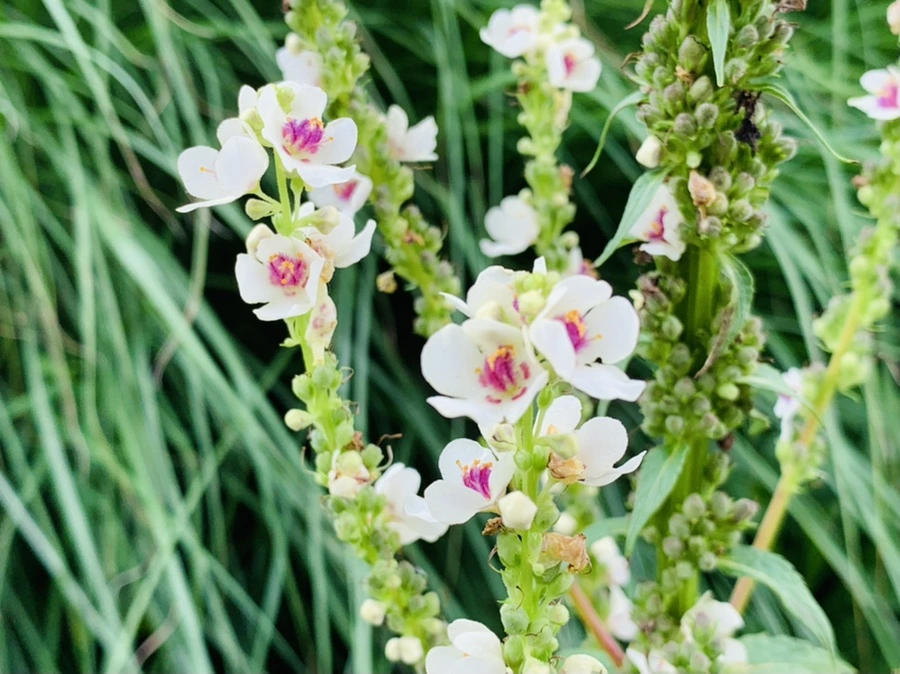 IMG_2641.jpg?type=w966