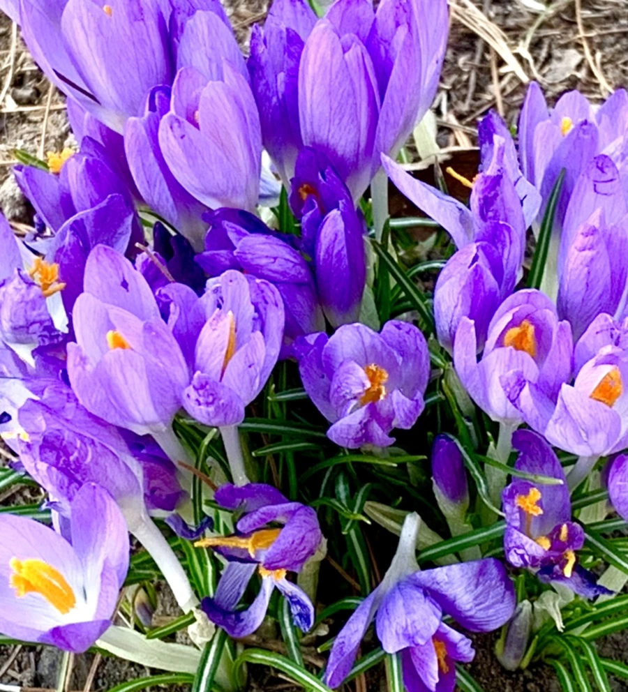 IMG_1275.jpg?type=w966