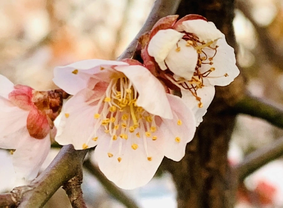 IMG_2852.jpg?type=w966