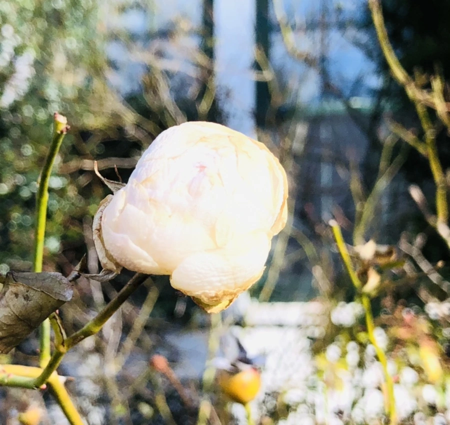 IMG_1391.jpg?type=w966