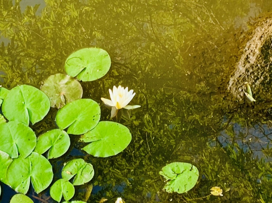 IMG_4249.jpg?type=w966