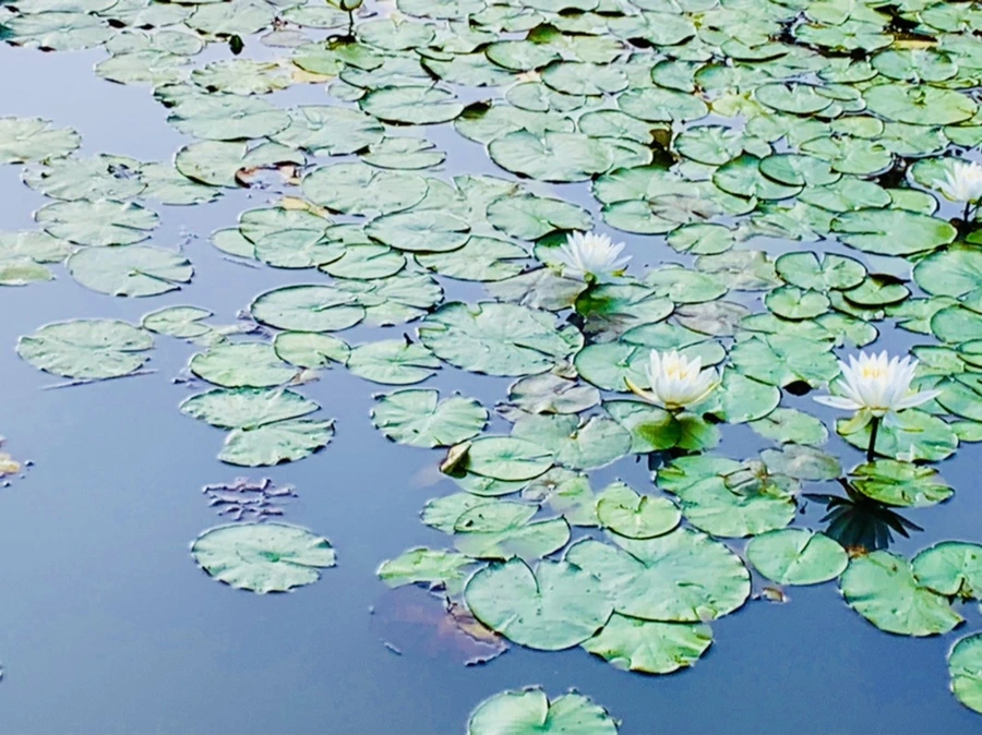 IMG_1081.jpg?type=w966