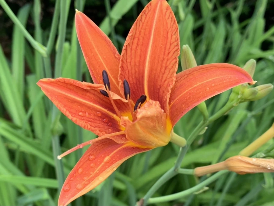 IMG_3550.jpg?type=w966