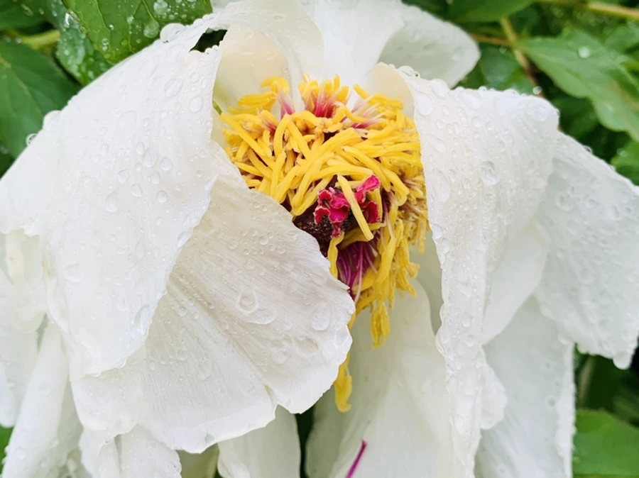 IMG_9318.jpg?type=w966