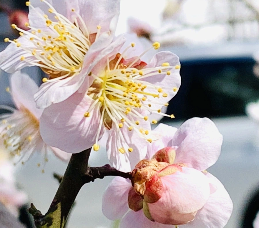 IMG_1010.jpg?type=w966