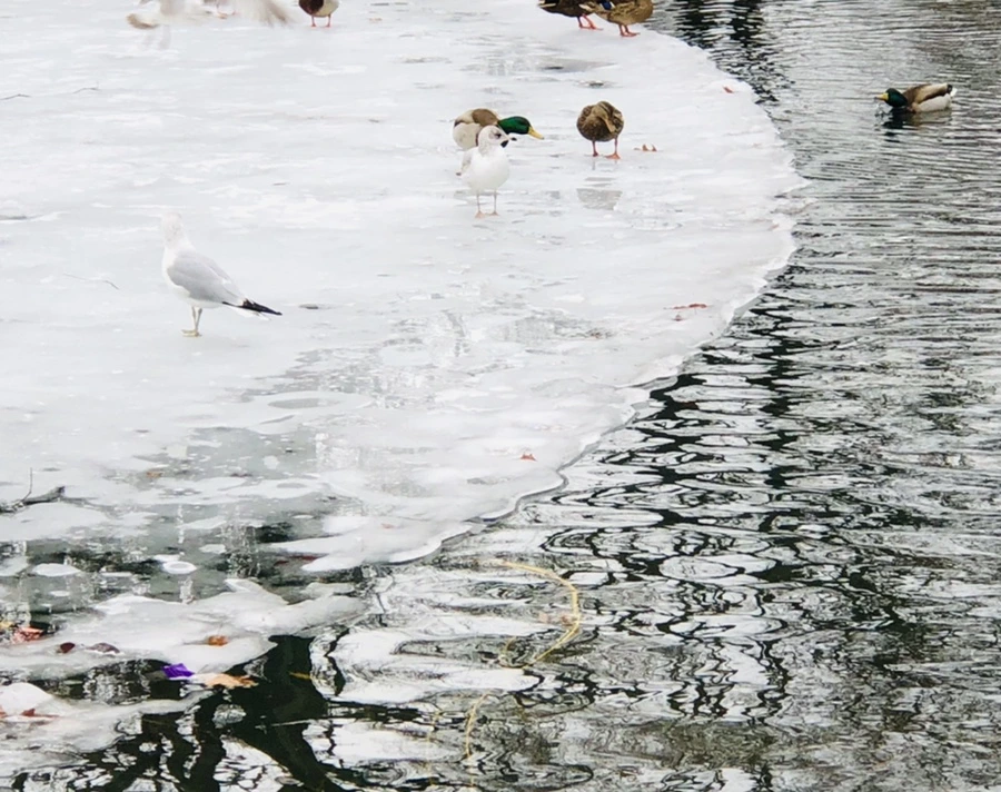 IMG_6245.jpg?type=w966