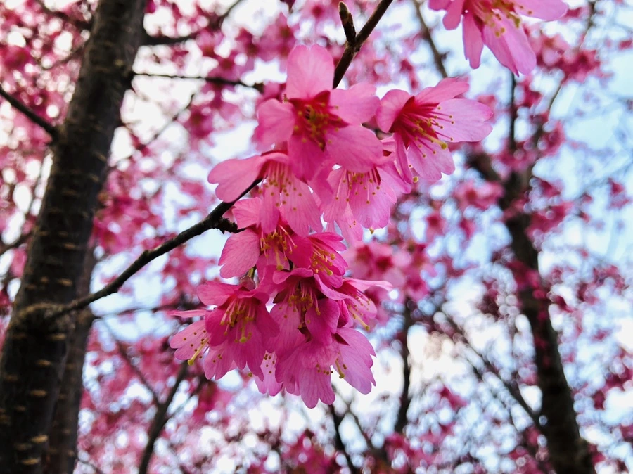 IMG_2152.jpg?type=w966