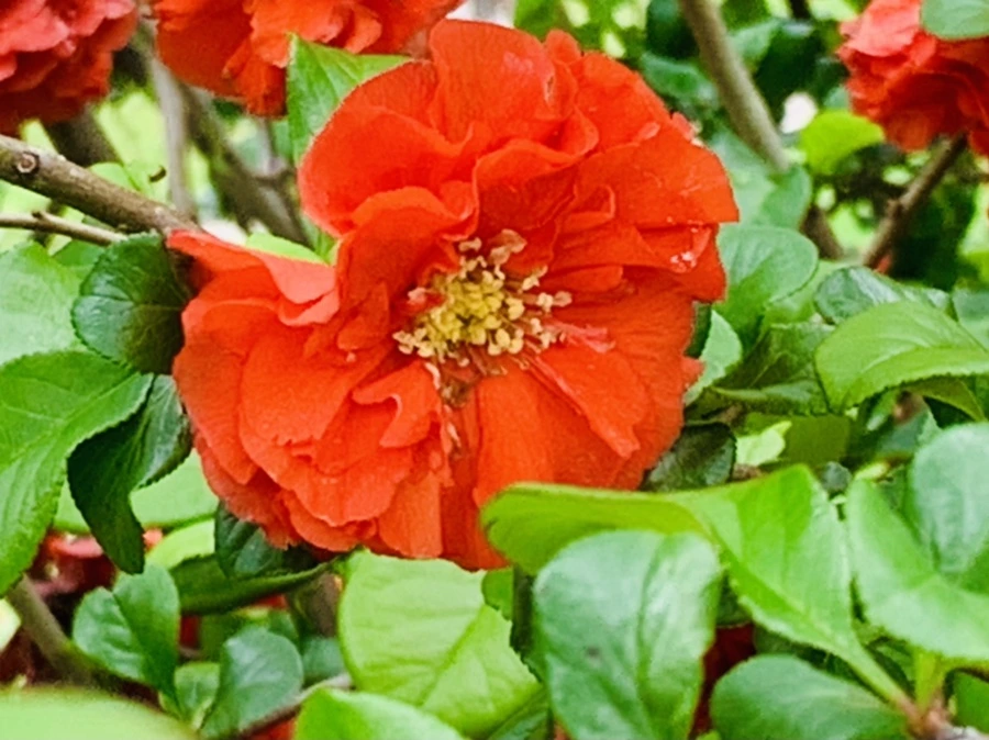 IMG_9566.jpg?type=w966