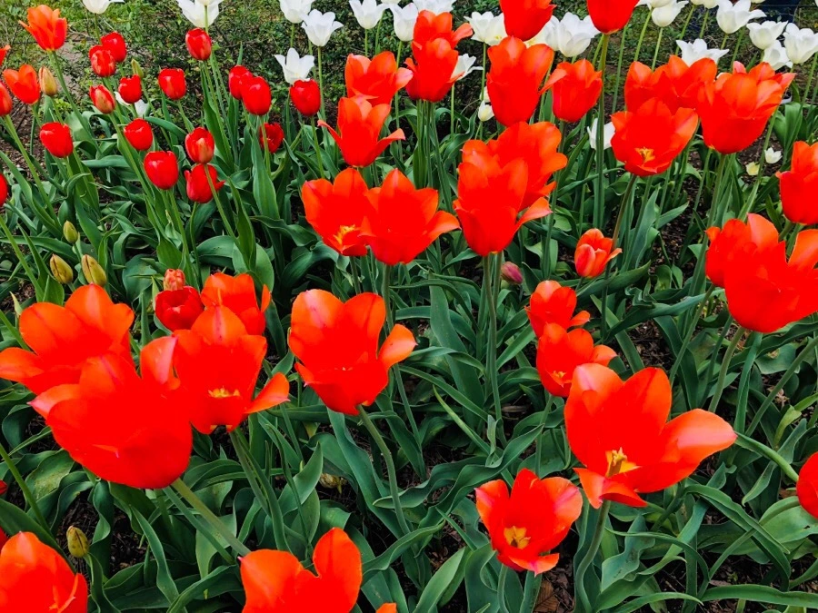 IMG_5519.jpg?type=w966