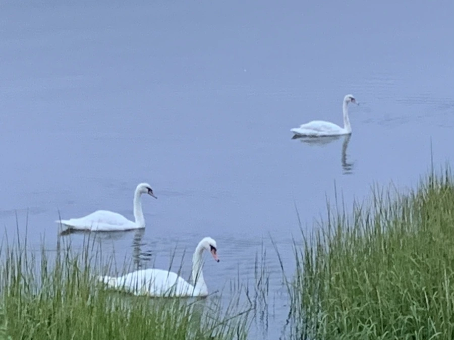 IMG_6635.jpg?type=w966