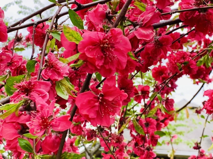 IMG_8007.jpg?type=w966