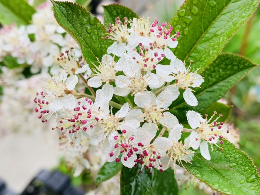 IMG_9727.jpg?type=w966