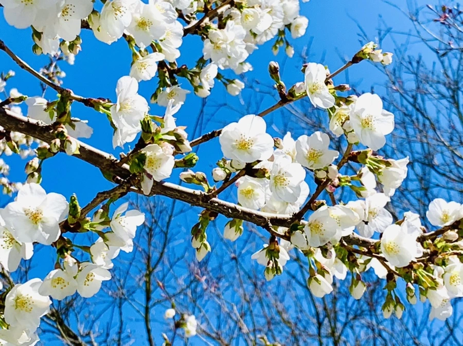 IMG_8115.jpg?type=w966