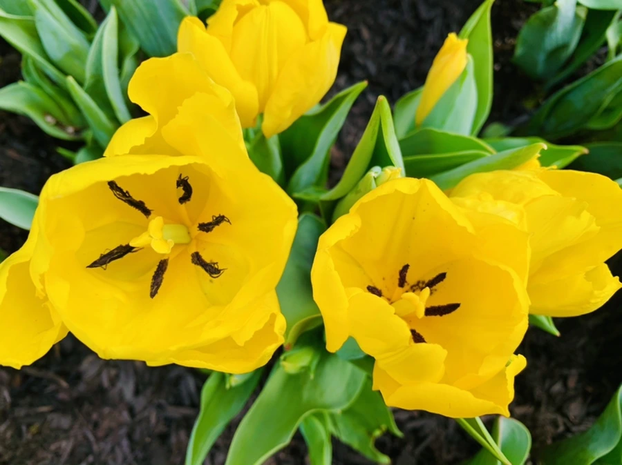 IMG_4656.jpg?type=w966