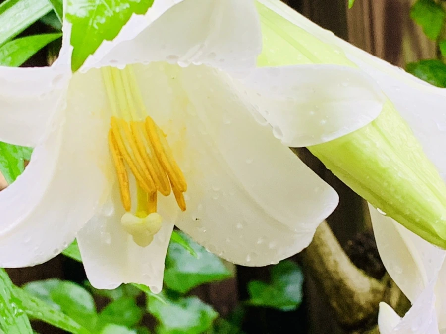 IMG_0095.jpg?type=w966