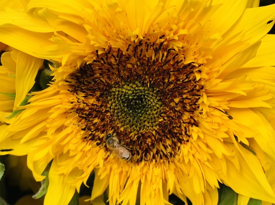 IMG_1199.jpg?type=w966