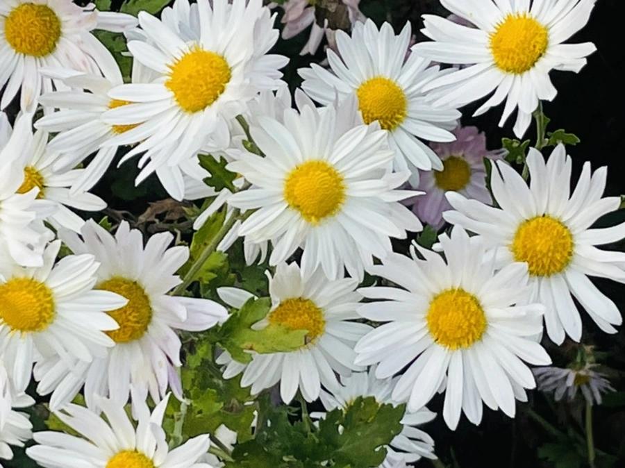 IMG_1170.jpg?type=w966