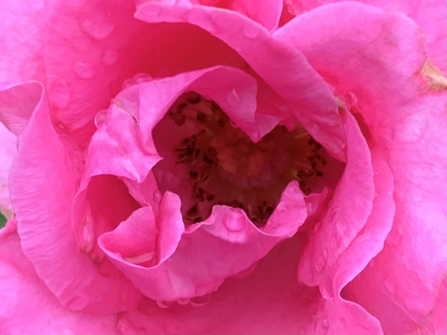 IMG_0918.jpg?type=w966