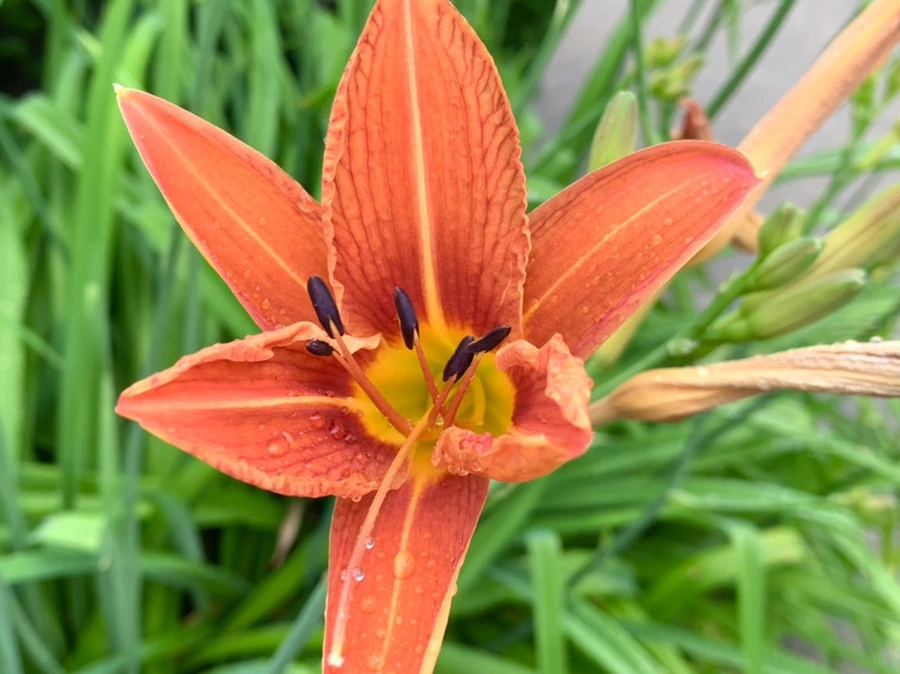 IMG_3549.jpg?type=w966