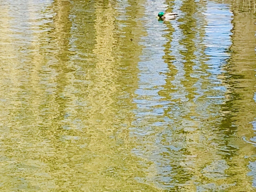 IMG_3084.jpg?type=w966