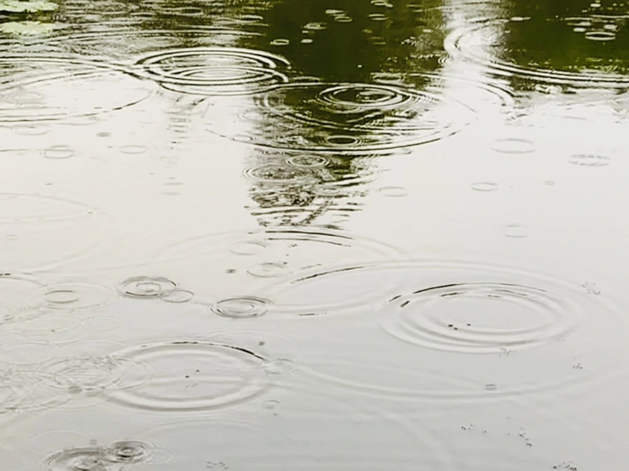 IMG_8296.jpg?type=w966