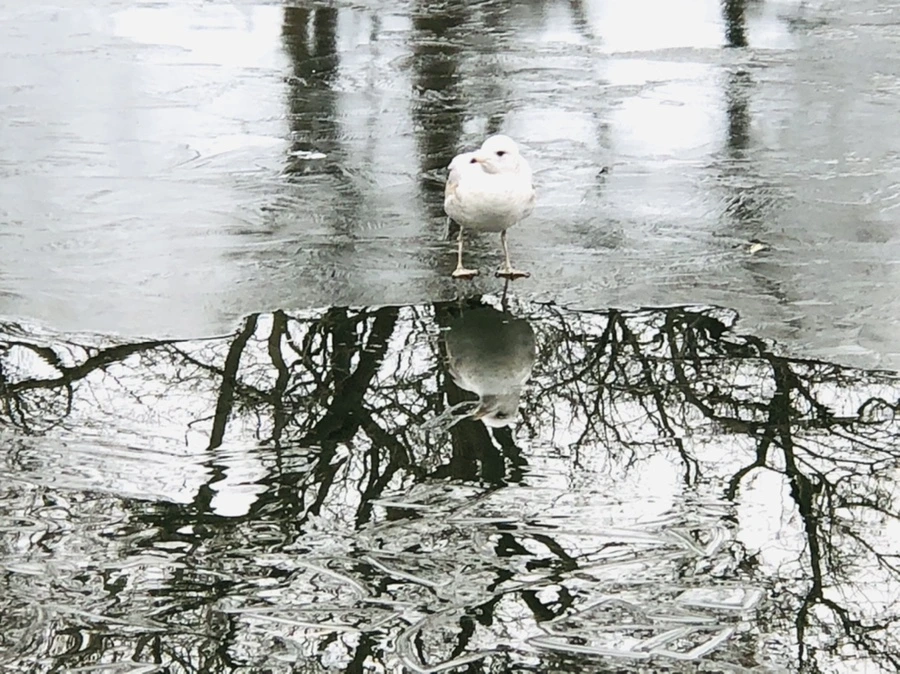 IMG_9006.jpg?type=w966