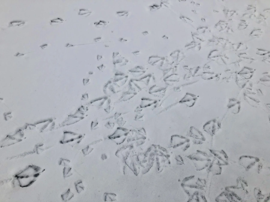 IMG_2514.jpg?type=w966