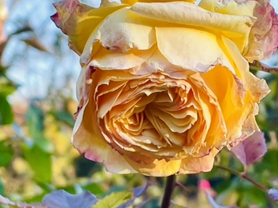 IMG_6019.jpg?type=w966