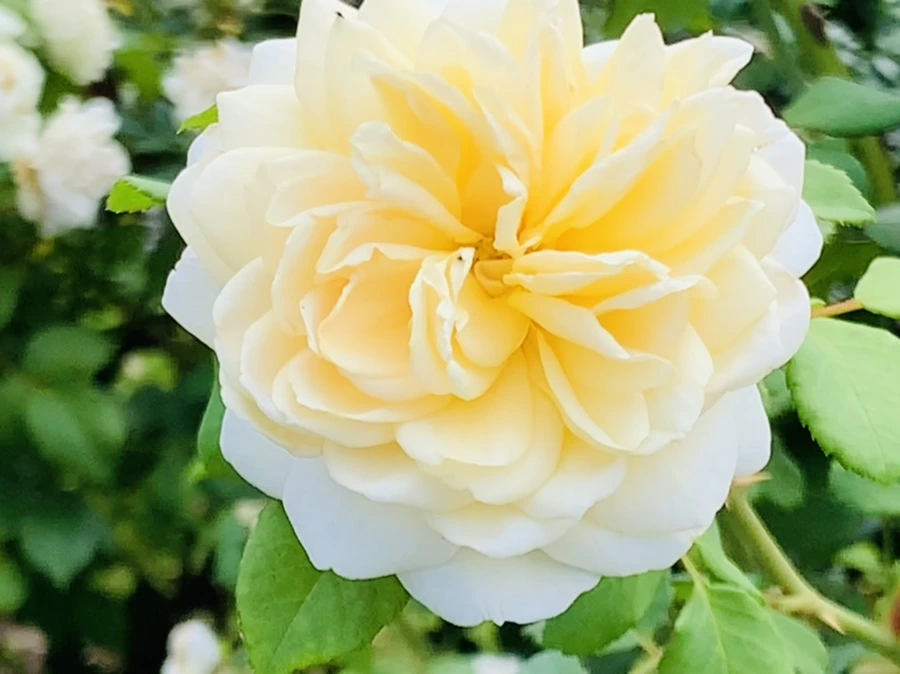 IMG_4969.jpg?type=w966