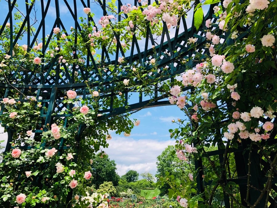 IMG_7184.jpg?type=w966