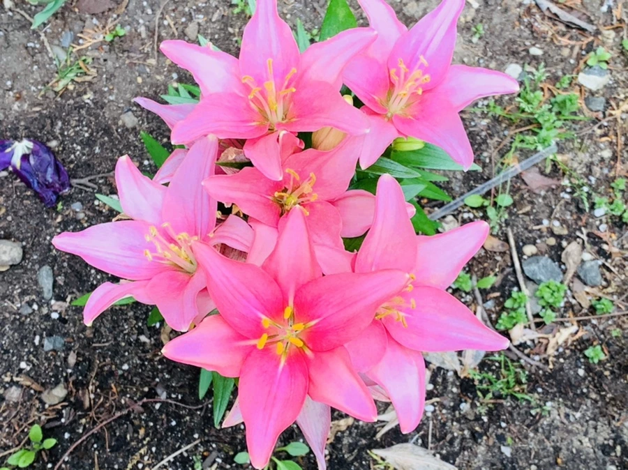 IMG_0905.jpg?type=w966