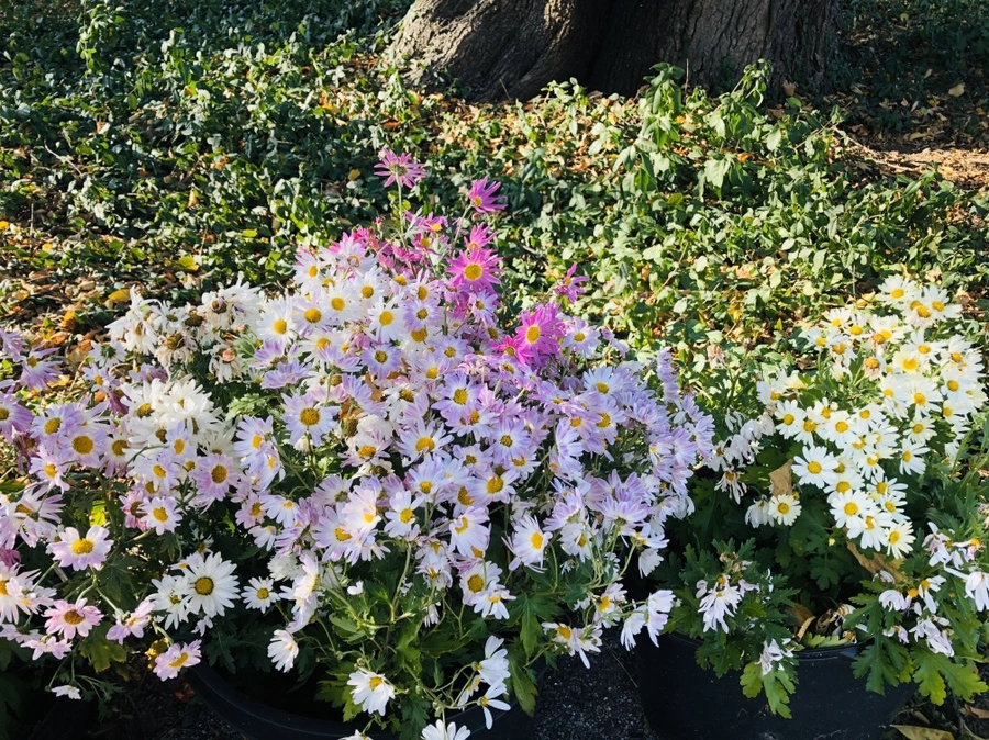 IMG_1956.jpg?type=w966