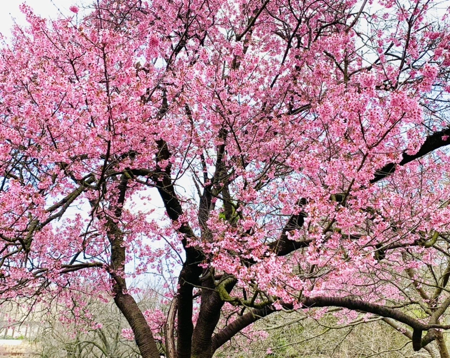 IMG_7070.jpg?type=w966