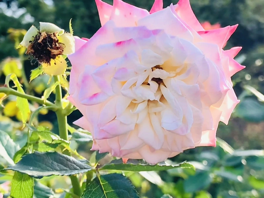 IMG_1208.jpg?type=w966