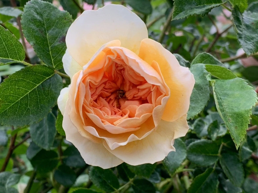 IMG_6019.jpg?type=w966