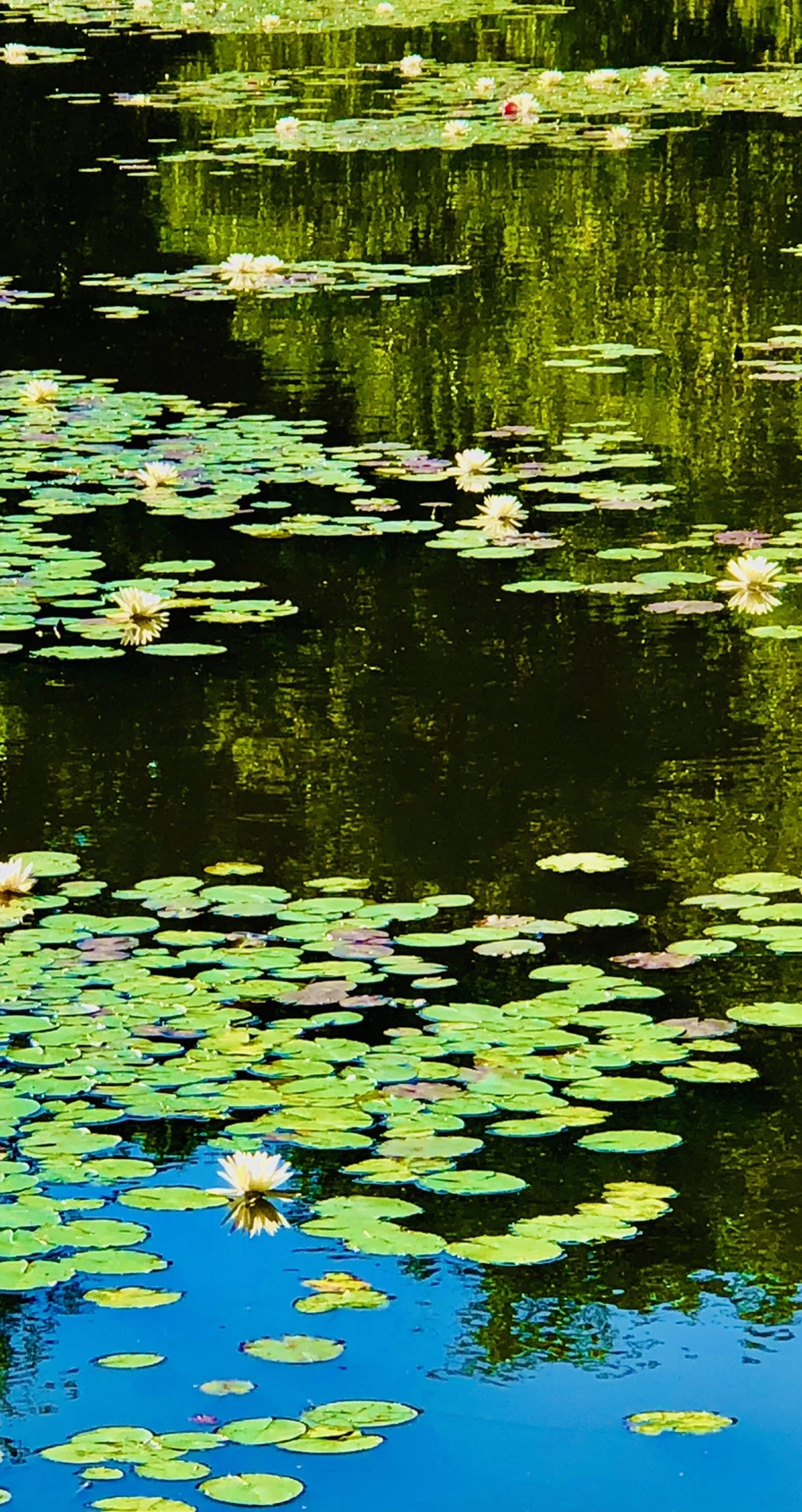 IMG_2341.jpg?type=w966