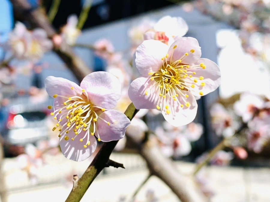 IMG_1312.jpg?type=w966