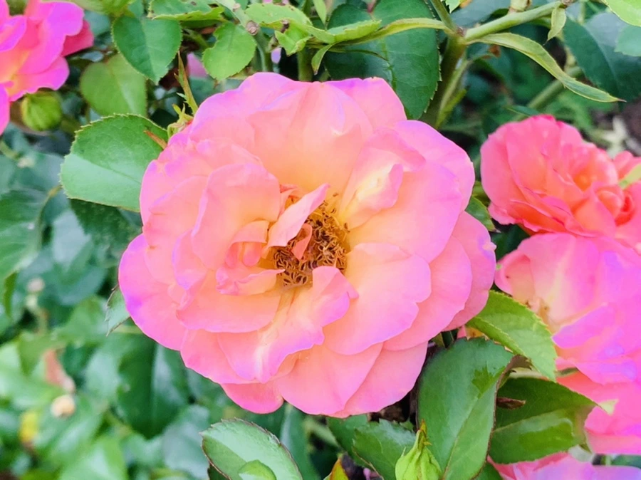 IMG_8723.jpg?type=w966