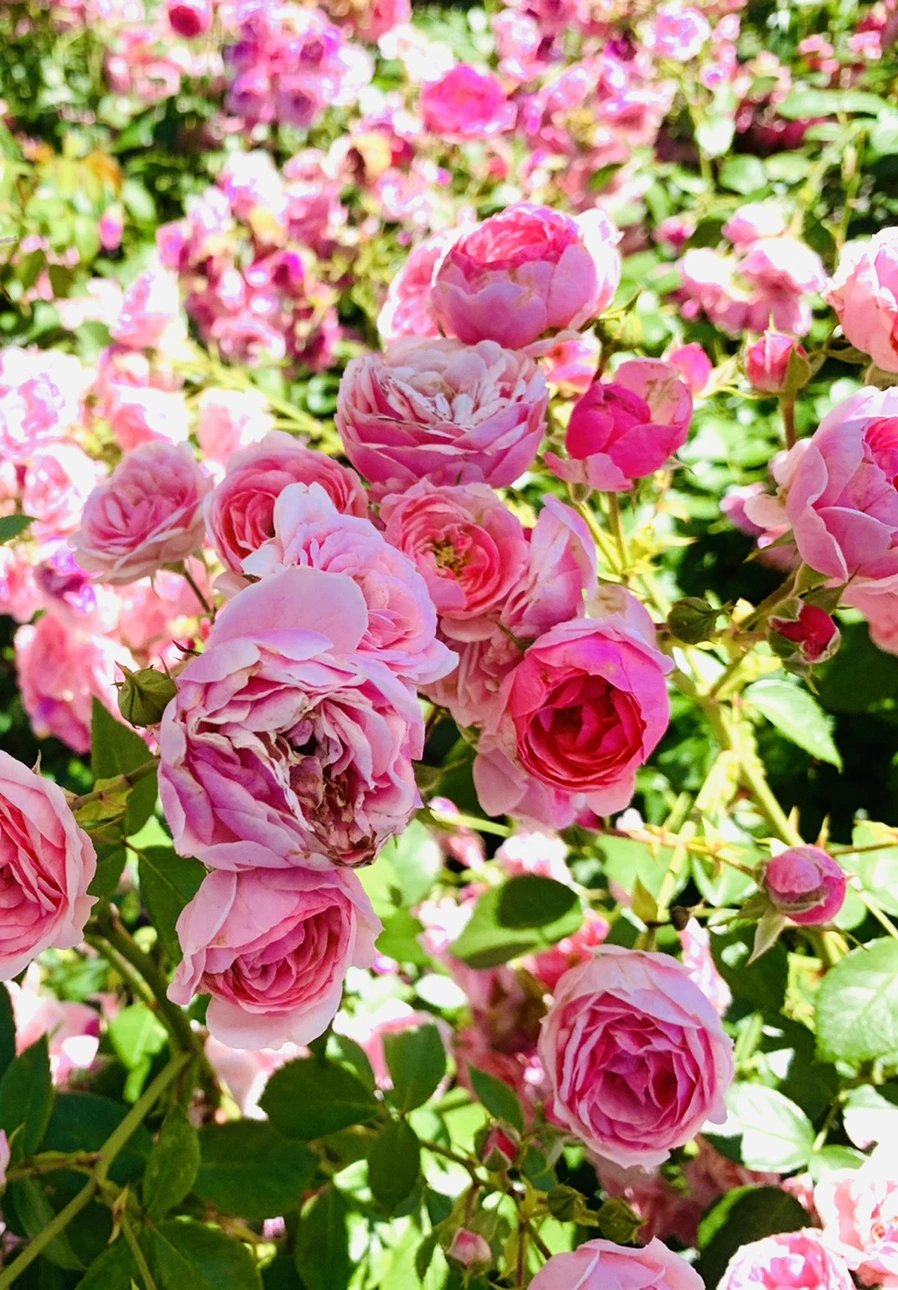 IMG_4154.jpg?type=w966