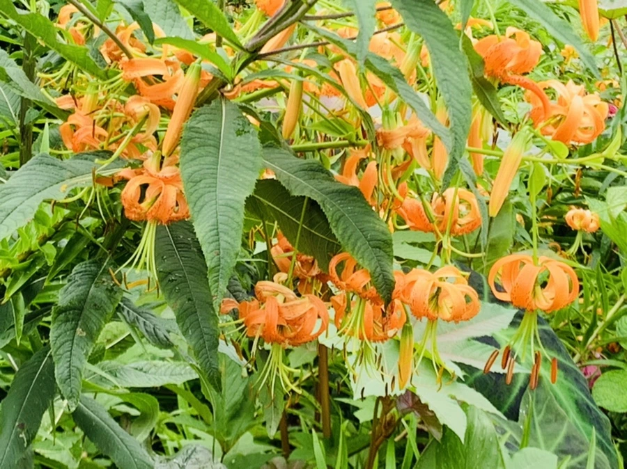 IMG_1118.jpg?type=w966