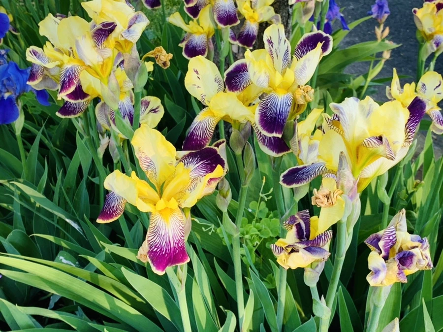 IMG_3448.jpg?type=w966