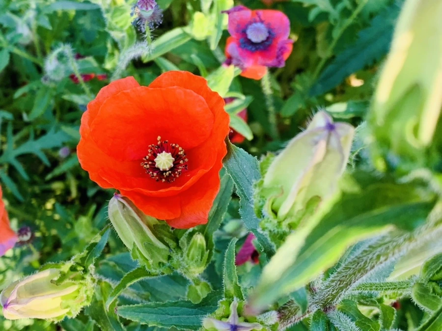 IMG_3478.jpg?type=w966